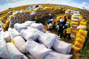 Đa dạng hóa thị trường giúp gạo Việt Nam giữ vững vị trí Top 3 Đa dạng hóa thị trường giúp gạo Việt Nam giữ vững vị trí Top 3