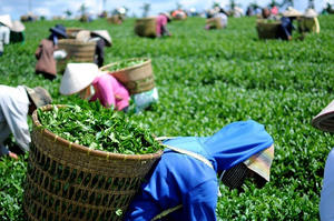 Giải phóng gần 500 container chè của Việt Nam bị kẹt tại cảng ở Pakistan Giải phóng gần 500 container chè của Việt Nam bị kẹt tại cảng ở Pakistan