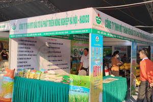 Giống lúa thuần HDT10 VÀ HD11: Sản phẩm vàng chất lượng