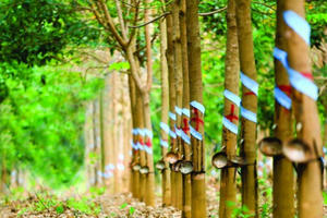 Cao su Hòa Bình (HRC) đặt mục tiêu lãi sau thuế quý IV/2025 đạt 4,5 tỷ đồng