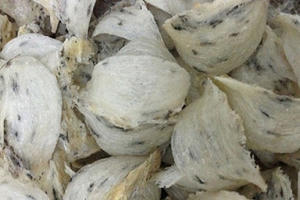 Bị lừa tiền tỉ vì góp tiền mua tổ yến