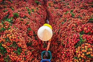 Hôm nay lô vải thiều đầu tiên lên đường sang Nhật