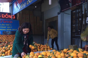 Hòa Bình:  Thương hiệu cam Cao Phong tạo nên giá ổn định cho thị trường