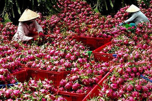 Cảnh báo gấp: Rau ngót, thanh long xuất Nhật nhiễm hoá chất vượt mức