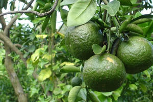 Giá cam sành liên tiếp sụt giảm, người trồng lỗ nặng