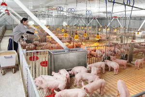 Nông nghiệp Hòa Phát (HPA) nộp hồ sơ IPO, dự kiến niêm yết trên HOSE vào tháng 12