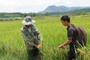 Kon Tum: Người dân điêu đứng vì lúa không có hạt