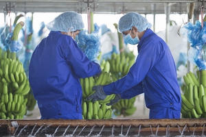 Cổ phiếu của Hoàng Anh Gia Lai (HAG) tăng hết biên độ, về đỉnh 10 năm