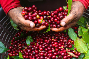 HSBC: Công nghệ chuỗi khối (Blockchain) kỳ vọng hữu ích trong việc đơn giản chuỗi cung ứng cà phê