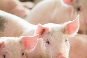 Cho nhập heo sống, heo hơi ‘nghỉ mệt’ ở mức 100.000 đồng/kg