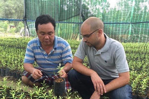 "Tiến sĩ đàn hương" đau lòng vì cây giống kém chất lượng tràn lan thị trường