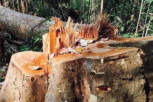 Kon Tum: Ngược đời "lâm tặc" đến lúc bị truy nã lại về núp bóng đại ngàn