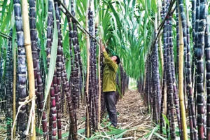 Ngành mía đường gặp khó: Lợi nhuận 'bốc hơi', hàng tồn kho chất đống