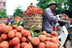 Bắc Giang thắng lớn từ vải thiều, thu về 6.900 tỷ đồng
