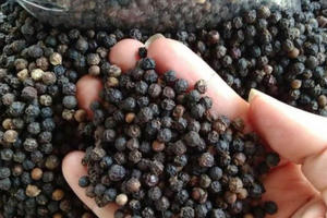 Ấn Độ có thể siết tiêu chuẩn hồ tiêu nhập từ Việt Nam.