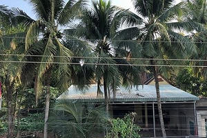 Bước đường cùng của bà lão đẩy lùi ba cuộc cưỡng chế