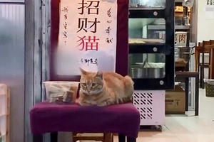 Mèo ngồi cửa giúp chủ kiếm 6 USD mỗi ngày