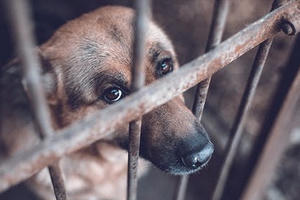 Hành hạ vật nuôi có thể bị phạt đến 7 triệu đồng