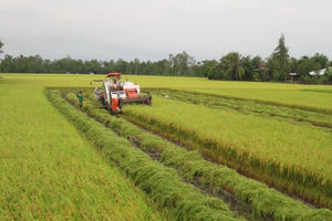 Việt Nam có bao nhiêu diện tích lúa đạt tiêu chuẩn GAP/VietGAP?