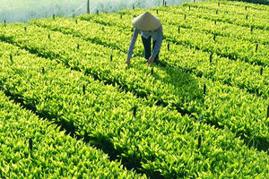 Hỗ trợ đầu tư cơ sở sản xuất giống cây trồng lâm nghiệp