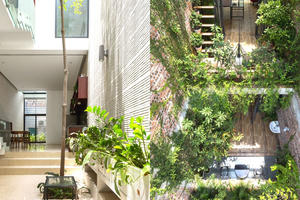 Nhà ống ẩn mình giữa “rừng nhiệt đới” 