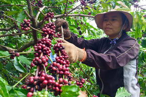 Giá cà phê thấp, nông dân không 'ngóc đầu lên được'