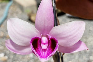 Giao dịch lan đột biến tiền tỷ có phải nộp thuế?