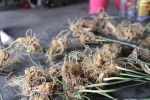 Quảng Nam: Cán bộ quản lý bảo vệ rừng đào trộm sâm Ngọc Linh