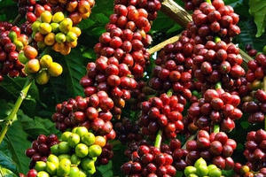 Xuất khẩu cà phê sang Tây Ban Nha nhiều triển vọng