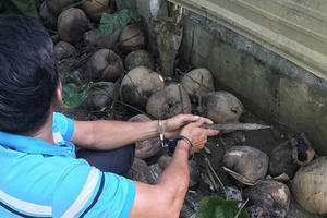 Cảnh sát bắt người đàn ông mua bán ma túy ở miền Tây, chuyên giấu 'hàng cấm' trong vỏ dừa