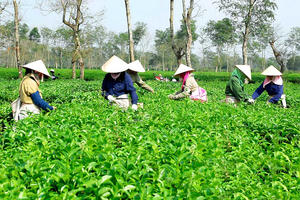 Cổ phiếu BHG của Chè Biển Hồ vào diện cảnh báo do ý kiến kiểm toán ngoại trừ kéo dài