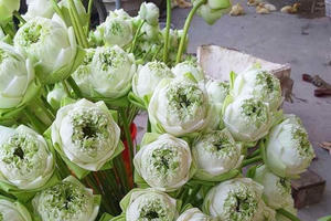 Sen quan âm đi máy bay ra Hà Nội, đổ mối vạn bông vẫn không đủ bán