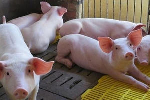 Việt Nam cho nhập khẩu lợn sống từ Thái Lan từ ngày 12/6