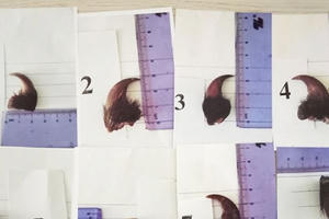 Quảng Trị: Đối tượng mua bán động vật hoang dã lĩnh án