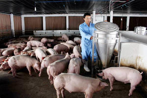 Giá lợn hơi đồng loạt giảm ở cả 3 miền