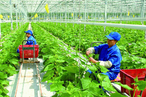 Ông Hà Văn Thắng – Chủ tịch Hội đồng Doanh nghiệp nông nghiệp Việt Nam: “Năm 2024 là cơ hội cho phát triển nông nghiệp công nghệ cao!”