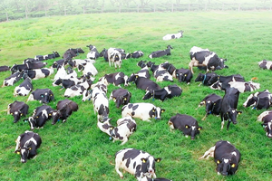 Xuân về trên thiên đường sữa Mộc Châu