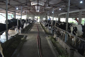 Cty CP Minh Long thành công trong mô hình nông nghiệp hiện đại đáp ứng chuyển đổi cơ cấu kinh tế huyện Ba Vì