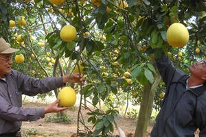 Phát triển cây ăn quả chất lượng cao: Hiệu quả chưa xứng tiềm năng