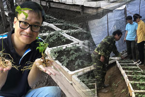 Sâm Ngọc Linh - báu dược trời Nam