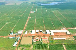 HAGL Agrico (HNG): Lãi gộp không đủ trả lãi vay, tiếp tục lỗ quý thứ 17