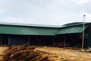 Kon Tum: Tái diễn nạn khai thác cây culi kiểu “tận diệt”