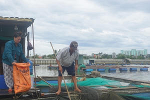 Bất thường hàng chục tấn cá chết trên sông Cổ Cò