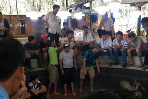 Độc quyền Doanhnhan.vn: Thâm nhập trường gà lớn nhất Kon Tum