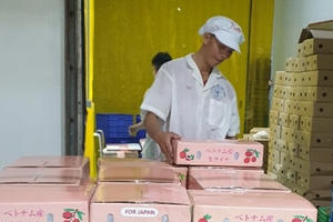 Vải thiều Việt bán tại Nhật giá 270.000 đồng/kg, vừa sang đã hết hàng