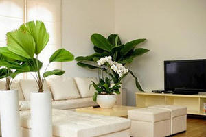 Những lỗi trồng cây phong thủy trong nhà khiến gia đình tiêu hao tài lộc