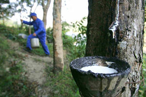 Cao su Đắk Lắk (DRG) dự kiến thoái toàn bộ 10% vốn điều lệ tại Công ty Cao su Thái Dương