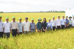 Giá gạo miền Tây đang giảm: Doanh nghiệp cùng vượt khó với nông dân