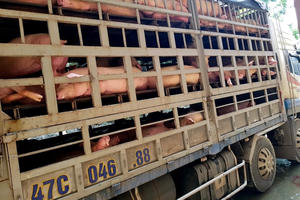 Bi hài thương nhân lỗ tiền tỷ nhập lợn sống từ Thái Lan