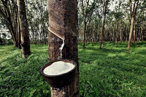 Thị trường hàng hoá: Thanh khoản mỏng, giá cao su đi ngang trong kỳ nghỉ Giáng sinh